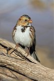 Harris's Sparrow